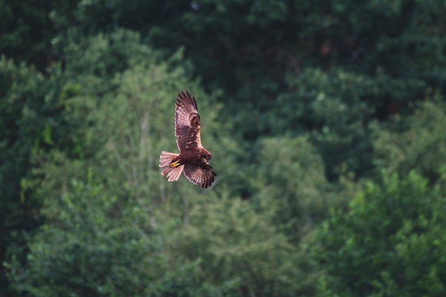 Free Marsh Harrier Raptor photo and picture