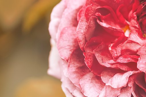 Free Rose Mac Wallpaper photo and picture