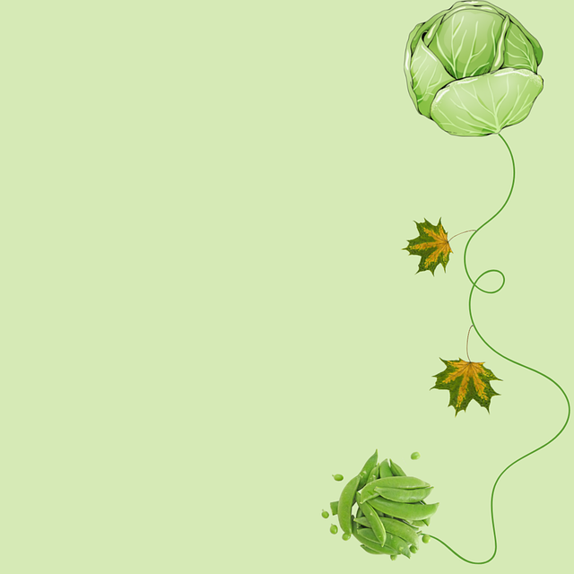 Free cabbage vegetable drawing illustration