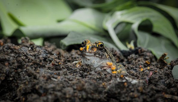 Free Frog Amphibian photo and picture
