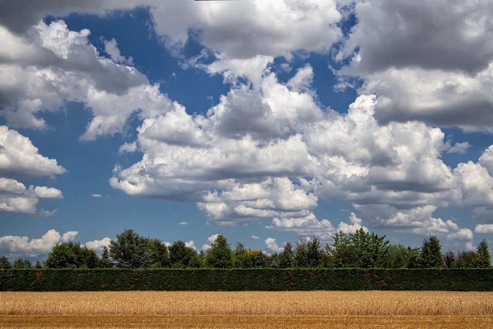 wheat-field-7301632_960_720.jpg