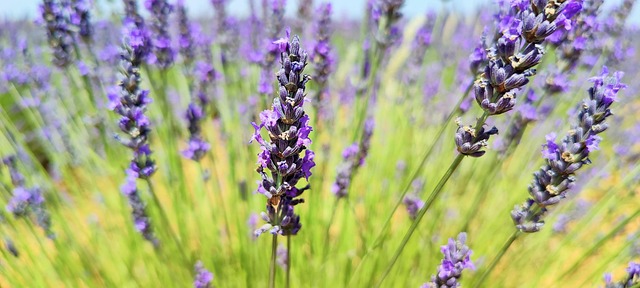 Free Lavender Flowers photo and picture