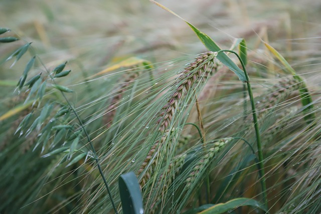 Free Barley Field Wheat Field photo and picture