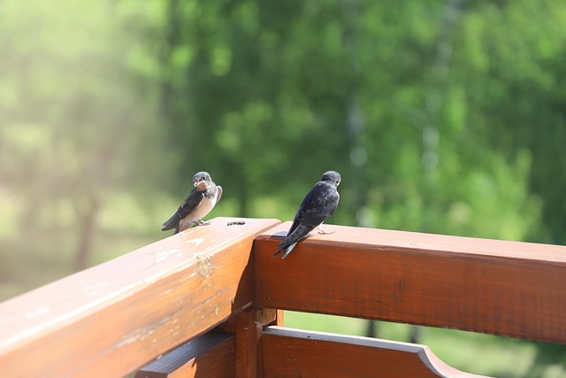 Free Swallow Swallows photo and picture