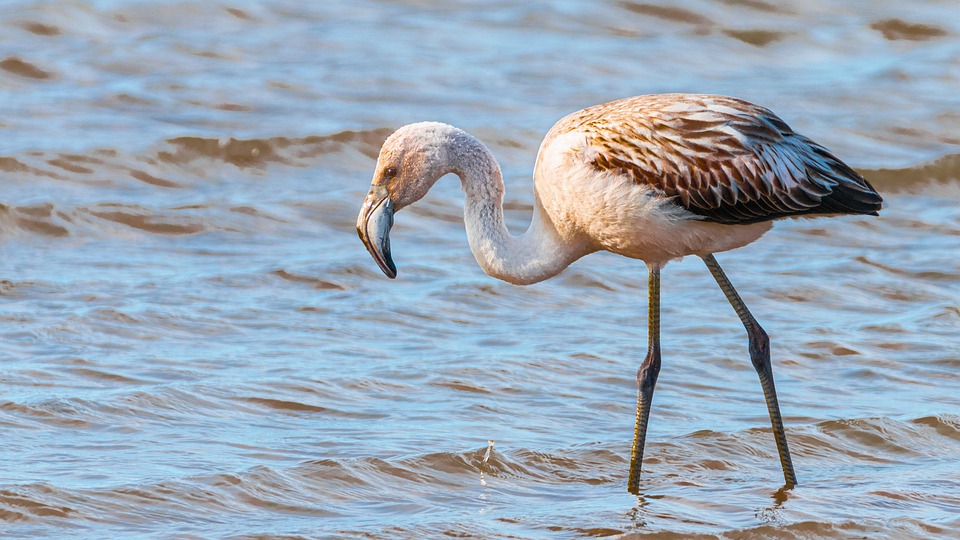 flamingo-7302058_960_720.jpg