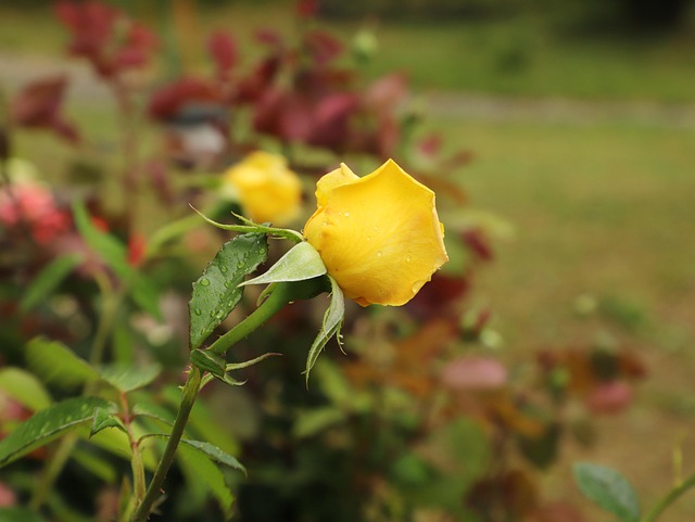 Free Rose Bush photo and picture