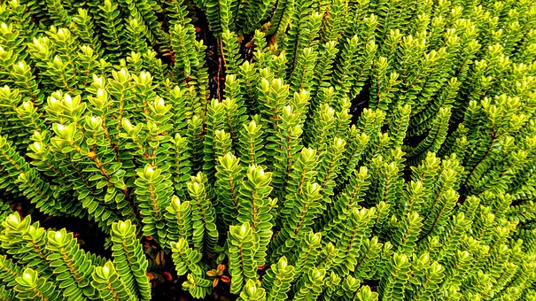Free Plant Garden photo and picture