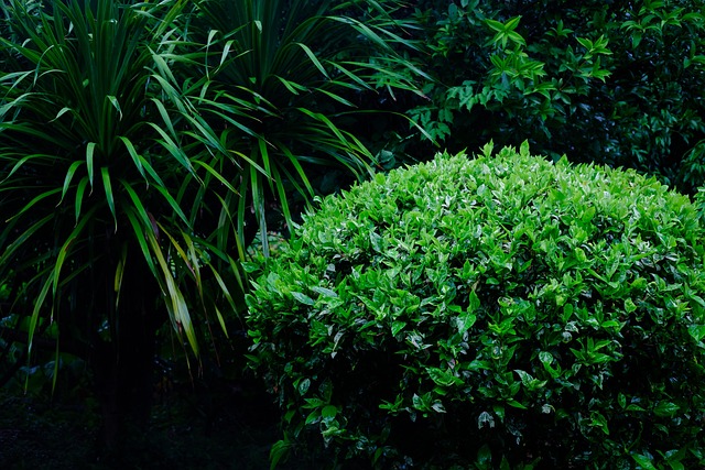 Pflanze, Bäume, Wald, Natur, Garten, Hof