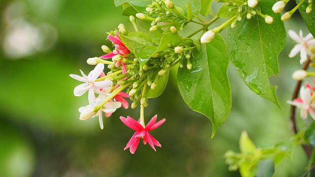 Bunga Alam Merah Jambu - Foto gratis di Pixabay