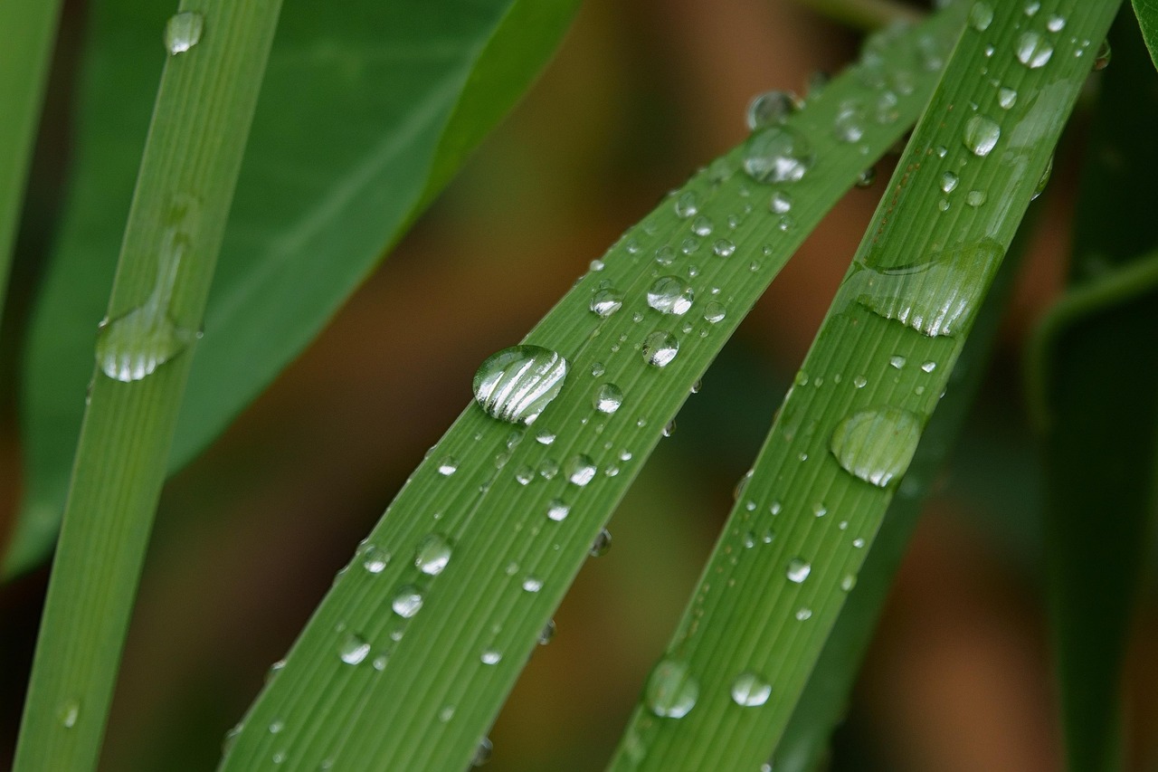 Plante Brin D'Herbe Vert Gouttes - Photo gratuite sur Pixabay - Pixabay