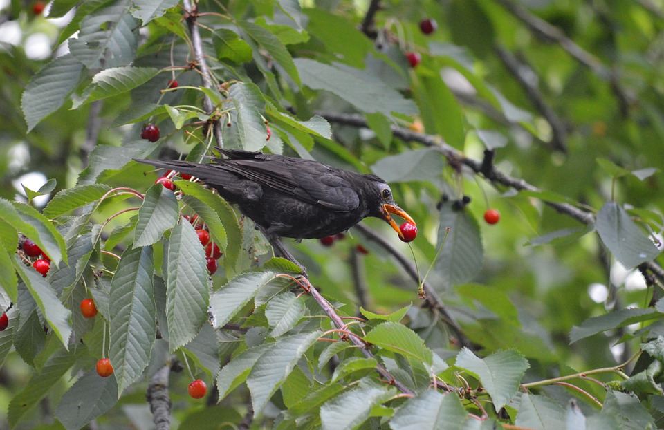 blackbird-7302501_960_720.jpg