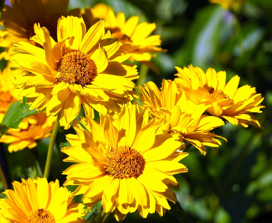 flower-7302645_960_720.jpg