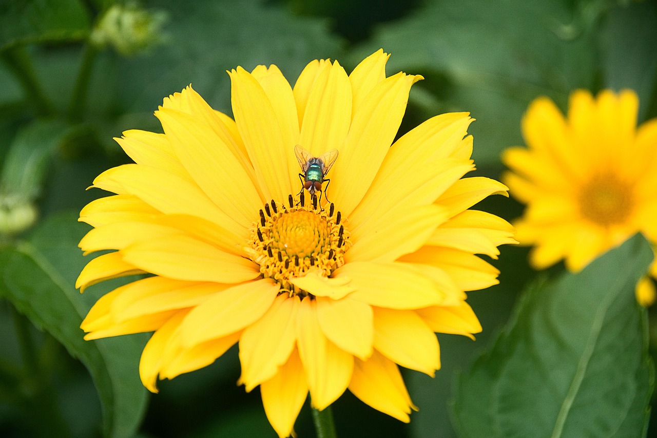 Aster Insect Plant - Free photo on Pixabay - Pixabay