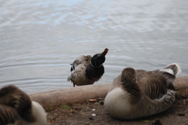 Free Bird Goose photo and picture
