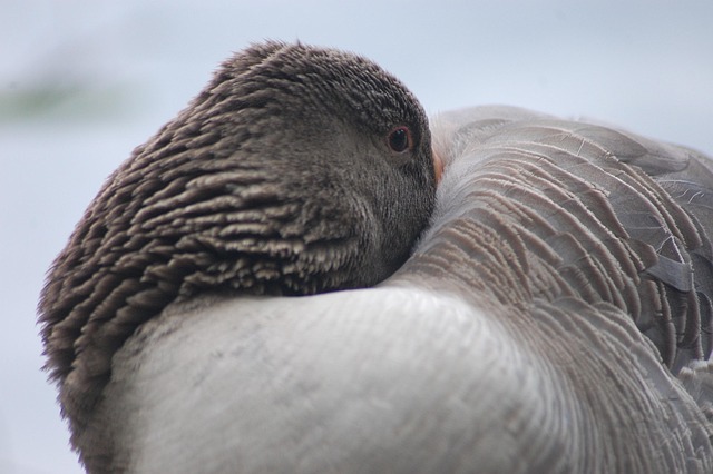 Free Bird Goose photo and picture