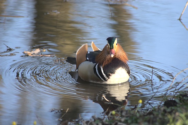 Free Bird Water photo and picture