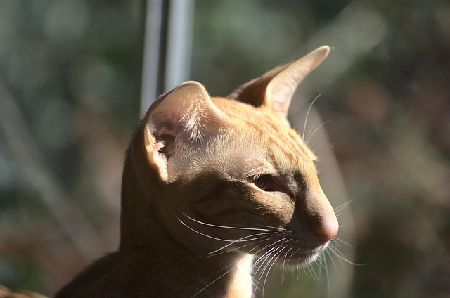 Free Cat Feline photo and picture