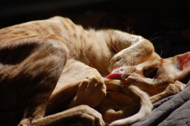 Free Cat Feline photo and picture