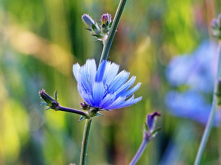 Blomst, Smukke Blomster, Blomst Baggrund