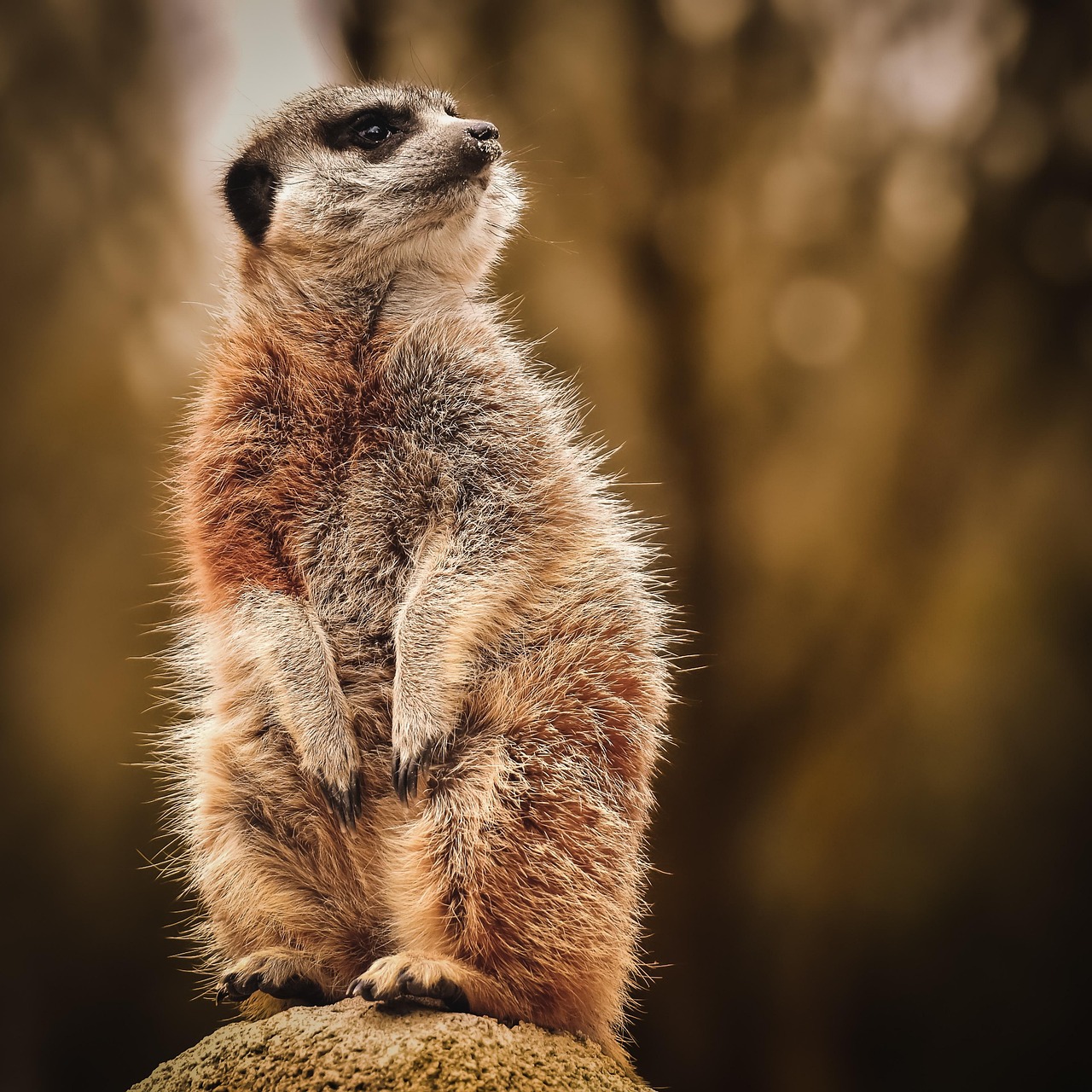 Meerkat Animal Meerkat Animal