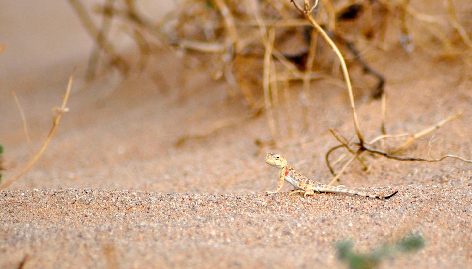 Lizard Sand Desert - Free photo on Pixabay - Pixabay