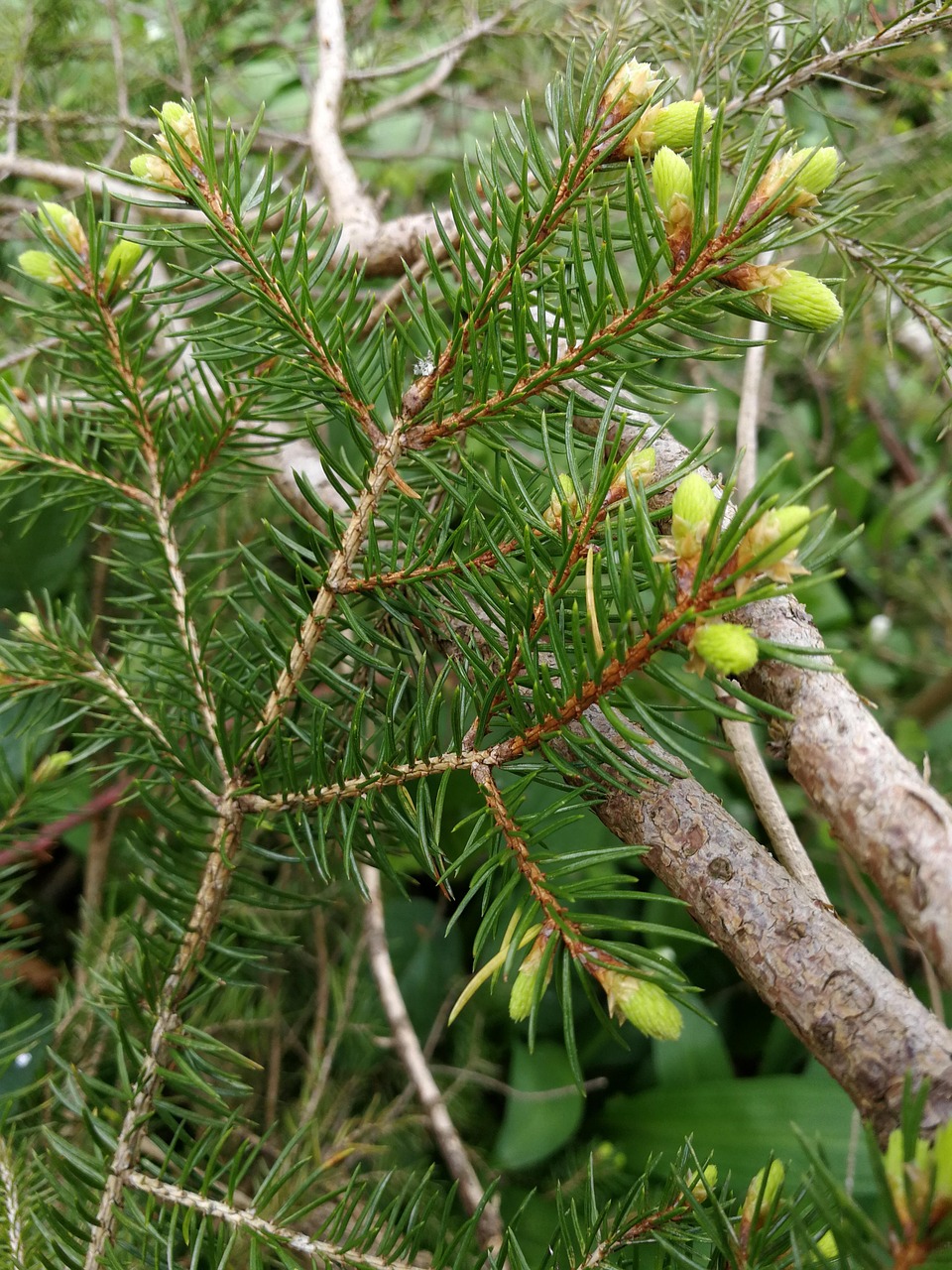 Pine Wood Fir Forest Free Photo On Pixabay Pixabay pine-wood-fir-forest-free-photo-on-pixabay-pixabay