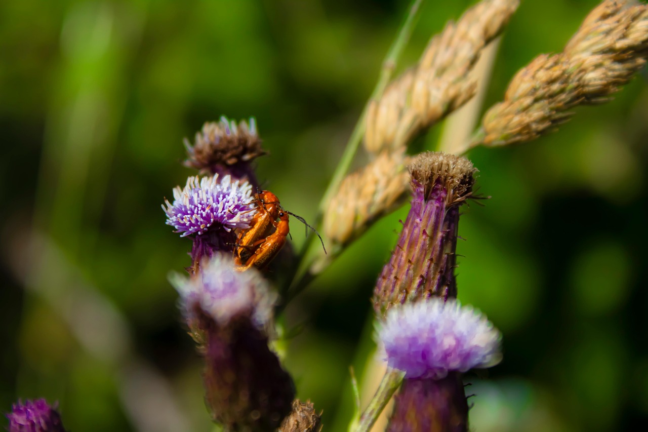 Bugs Insecte Nature - Photo gratuite sur Pixabay - Pixabay