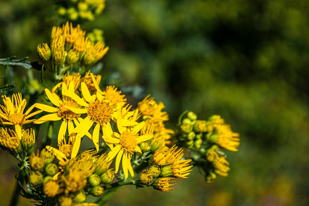 Yellow Flowers Blooming Flora Free photo on Pixabay Pixabay