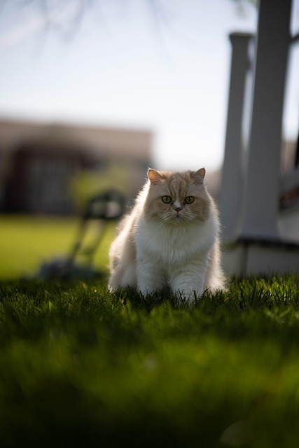 Gato, Bicho De Estimação, Natureza