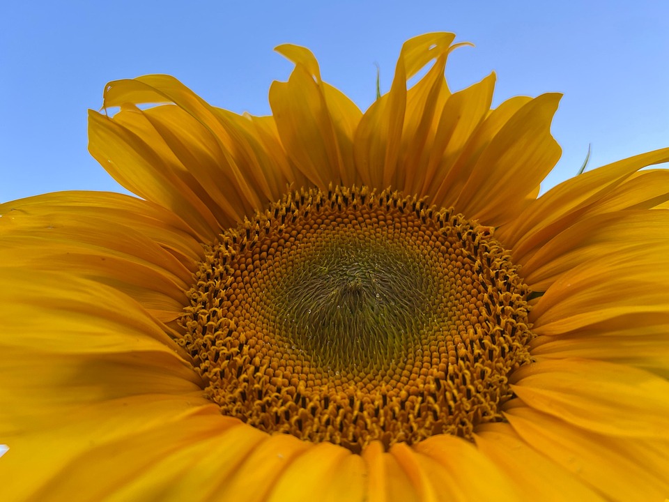 sunflower-7303819_960_720.jpg