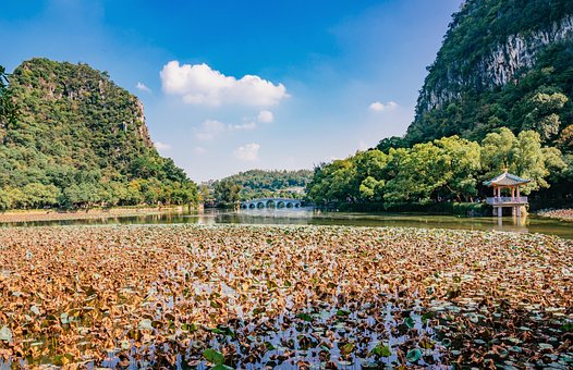 Free Lake Leaves photo and picture