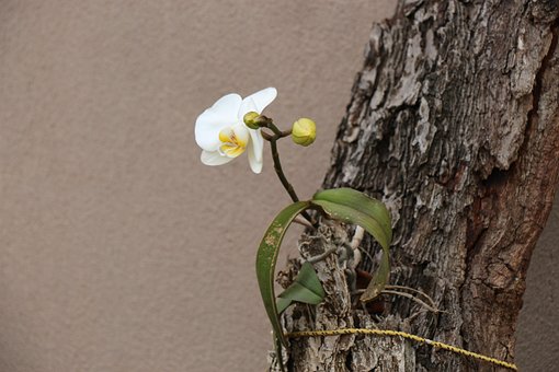 Free Flower Plant photo and picture