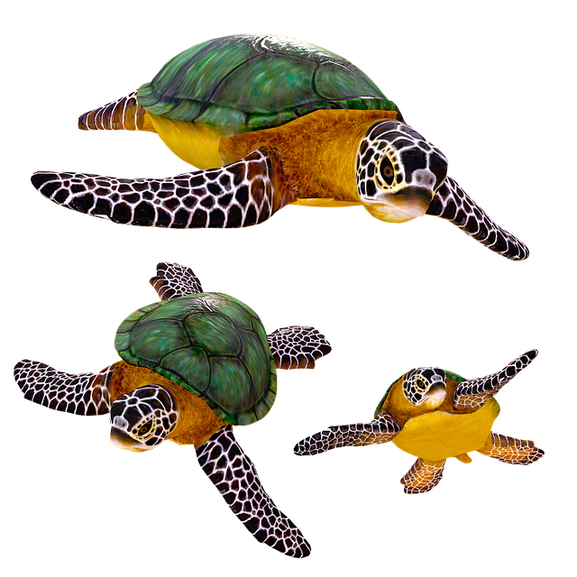 Free turtles reptiles animals illustration