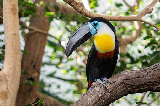 Toucan, Fugl, Natur, Eksotisk, Papegøye