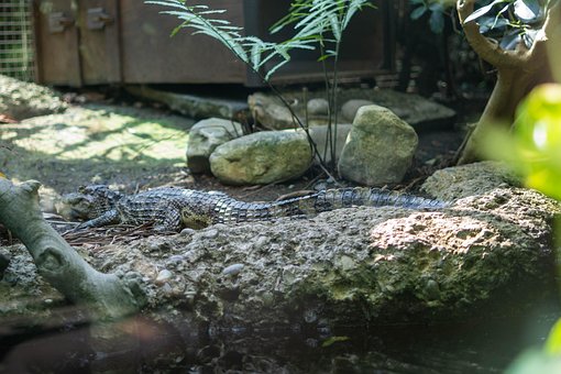 Cayman, Krokodiller, Linje, Dyrehage
