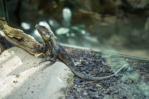 Reptil, Øgle, Natur, Kaltblut, Gecko