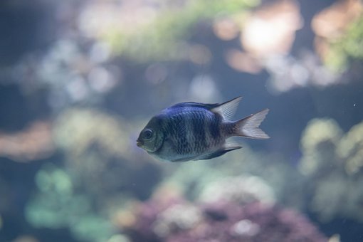 Hav, Fisk, Eksotisk, Blå, Under Vann