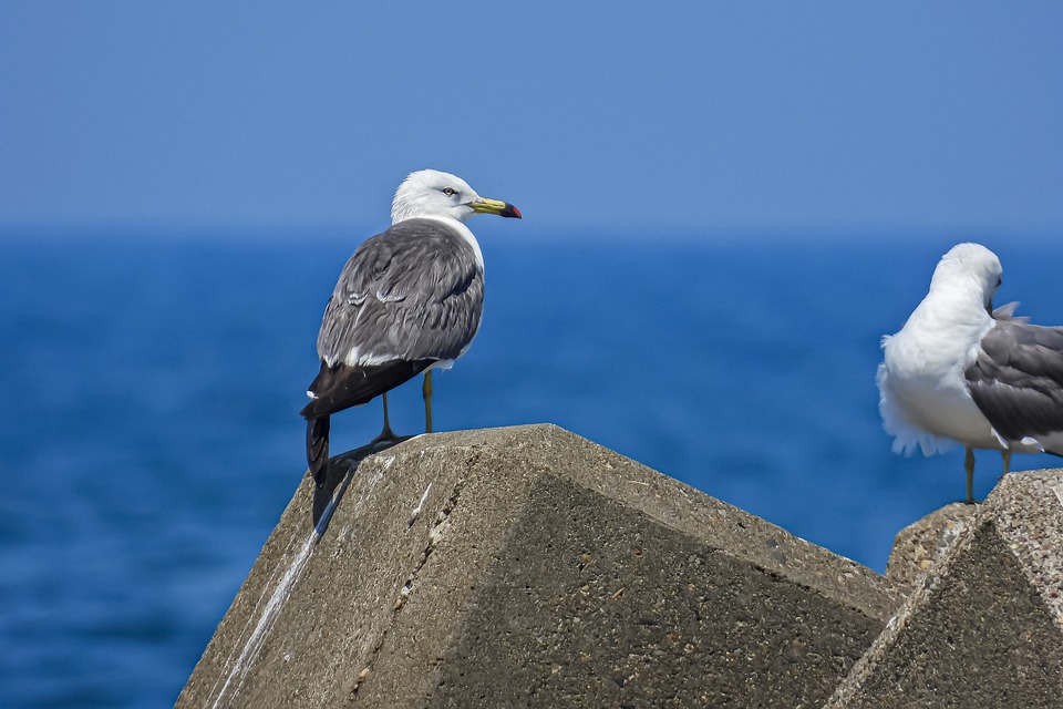 sea-gull-7304485_960_720.jpg