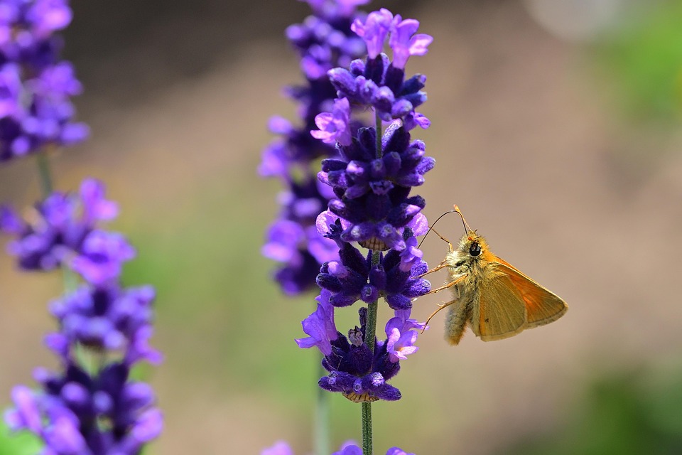 butterfly-7304698_960_720.jpg