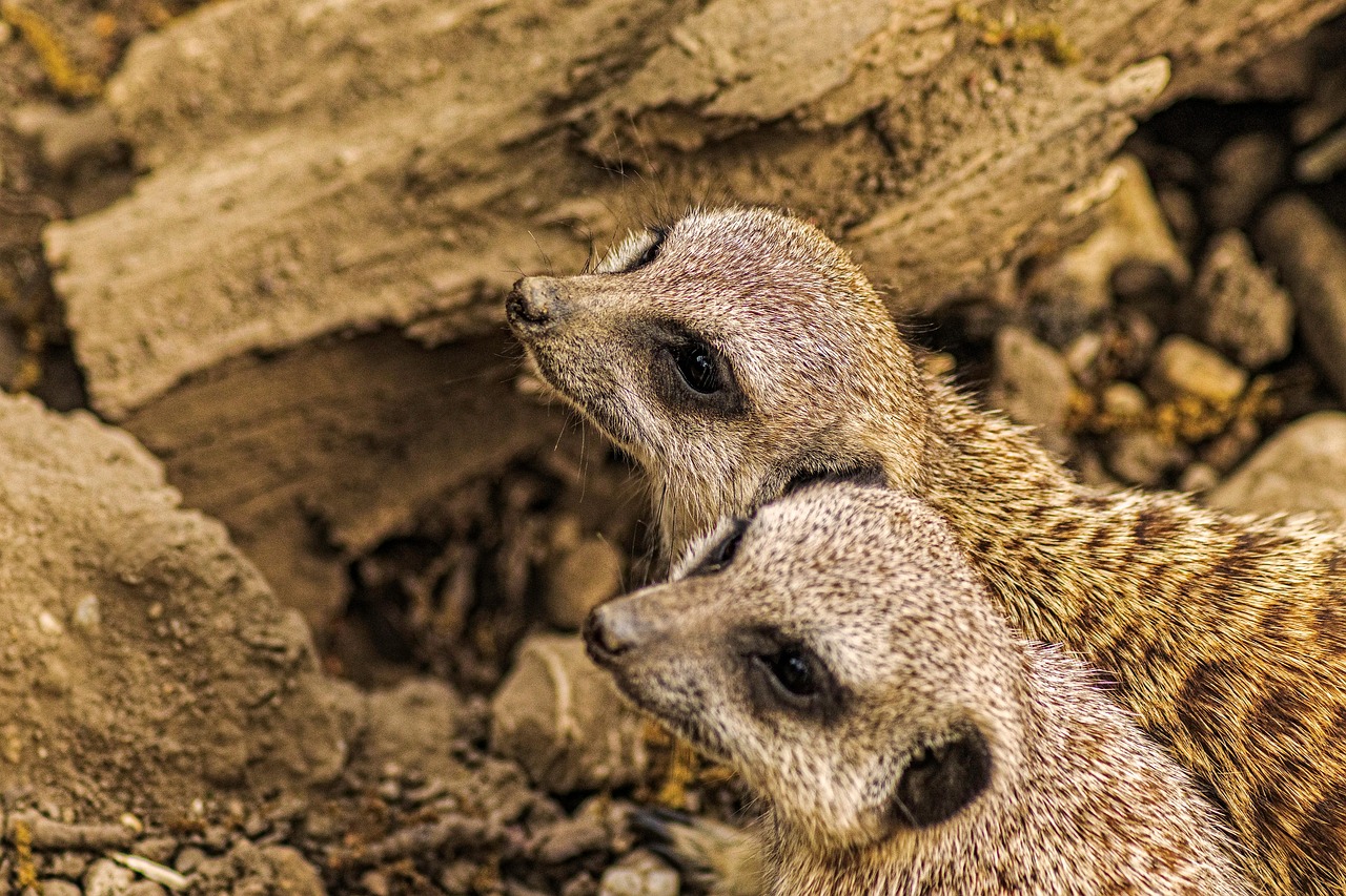 https://cdn.pixabay.com/photo/2022/07/06/09/25/zoo-7304706_1280.jpg