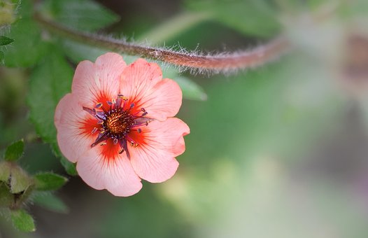 Free Flower Petals photo and picture