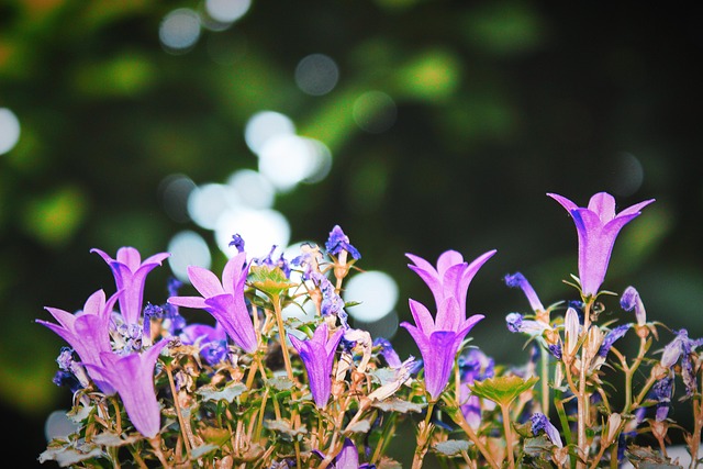Free Flower Nature photo and picture
