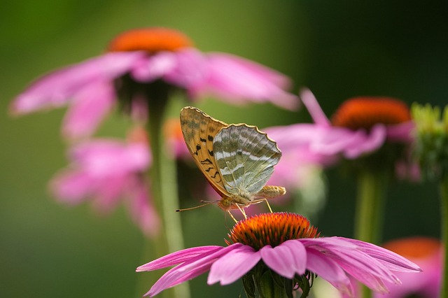 Free Butterfly Flower photo and picture