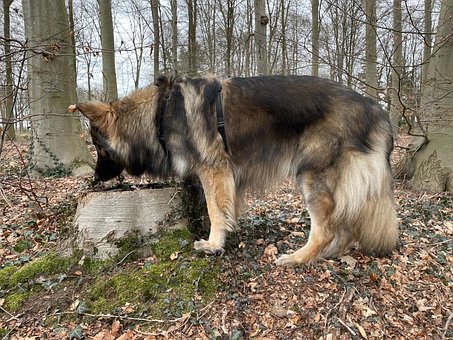 Free Dog Pet photo and picture