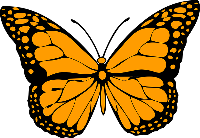  Foto zu 40.000+ kostenlose Schmetterling Zeichnung & Schmetterling 