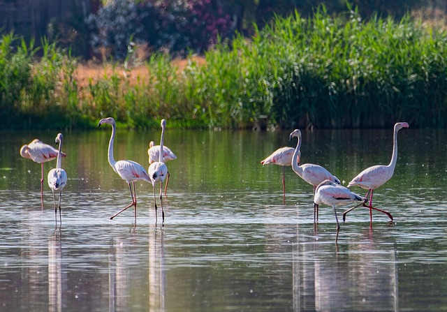 Free Flamingos Birds photo and picture