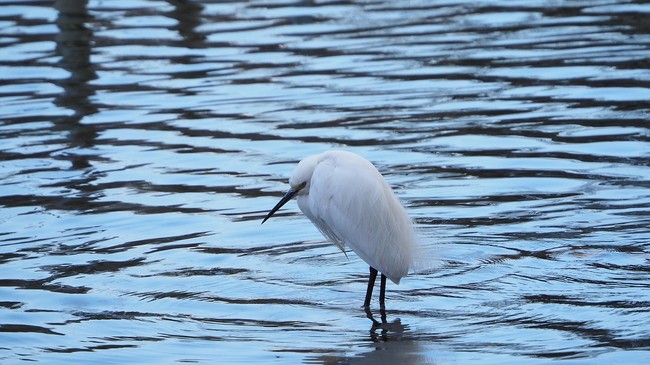 鳥 サギ 野生動物 - Pixabayの無料写真 - Pixabay