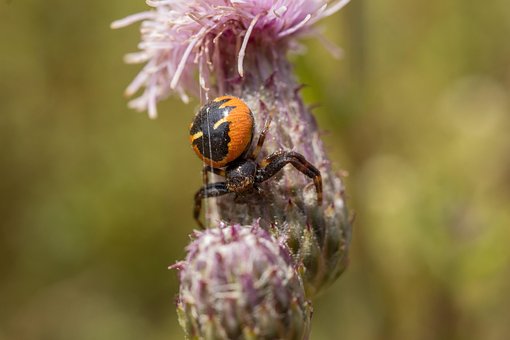 Krabbe Edderkop, Blomster, Natur