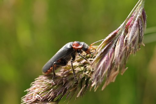 Soldat Bille, Bille, Insekt, Natur