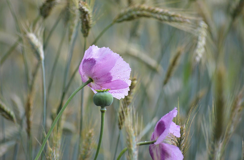 poppy-7305140_960_720.jpg